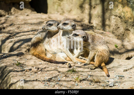 Trois les suricates (Suricata suricatta) sont assis sur un rocher Banque D'Images