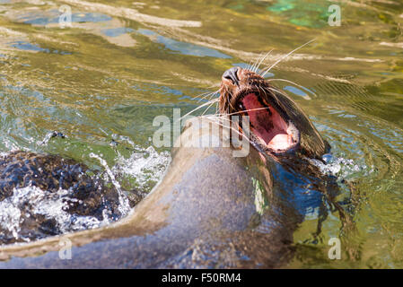 L'Afrique du Sud deux Otaries à fourrure (Arctocephalus pusillus pusillus), les combats dans l'eau avec la bouche grande ouverte Banque D'Images