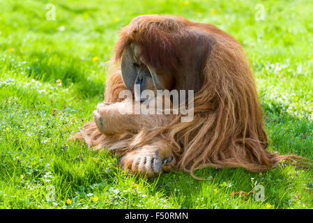 Un pongo abelli (orang-outan de Sumatra) est assis sur un pré, dépressif Banque D'Images