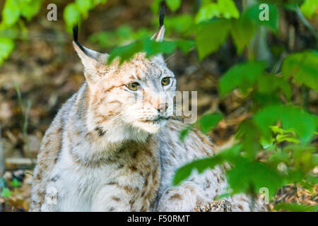 Une jeune femelle lynx (lynx lynx) est sur le site du buisson Banque D'Images