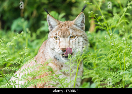 Une jeune femelle lynx (lynx lynx) est sur le site du buisson Banque D'Images