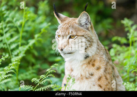 Une jeune femelle lynx (lynx lynx) est sur le site du buisson Banque D'Images