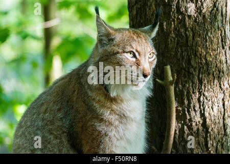 Un homme lynx (lynx lynx) est sur le site du buisson Banque D'Images