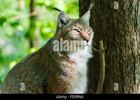 Un homme lynx (lynx lynx) est sur le site du buisson Banque D'Images