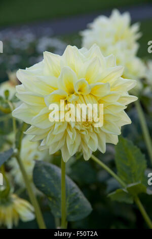 Dahlia fleurs, jaune jaune variété Ballycoolin, pousse dans un jardin de l'Irlande Banque D'Images