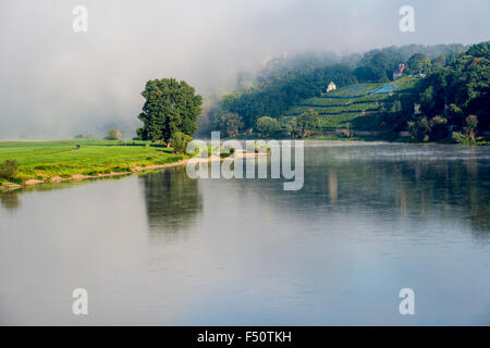 Matin le brouillard est allongé sur l'eau et les prés à côté de la rivière Elbe, un vignoble dans la distance Banque D'Images