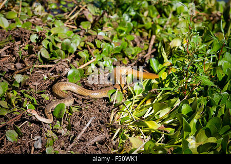 Dendroaspis polylepis serpent Mamba noir Banque D'Images