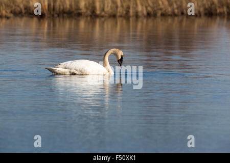 Le cygne - Crex Meadows Banque D'Images