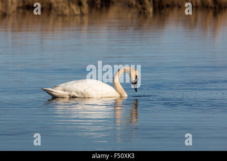 Le cygne - Crex Meadows Banque D'Images