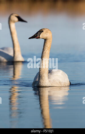 Le cygne - Crex Meadows Banque D'Images