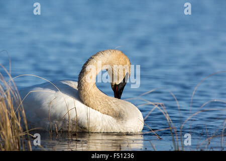 Cygne trompette Banque D'Images