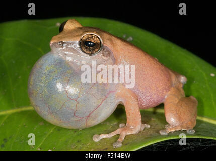 L'image de Bush ( Raorchestes bombayensis grenouille) a été prise à Amboli ghta, Maharashtra, Inde Banque D'Images