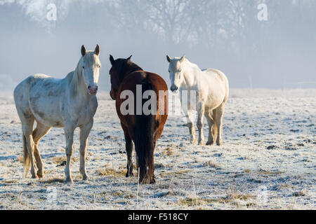 Trois chevaux, deux blanche et une marron, sont debout sur un hoarfrozen meadow Banque D'Images