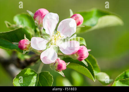 Fleurs de la variété de pommes gala sont en fleurs Banque D'Images