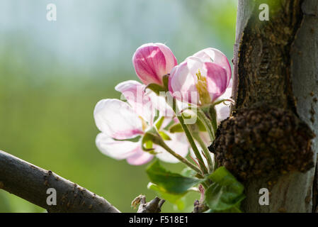 Fleurs de la variété de pommes gala sont en fleurs Banque D'Images