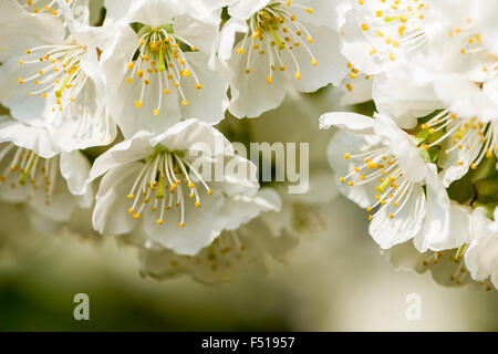 Blooming cherry tree avec de nombreuses fleurs blanches Banque D'Images