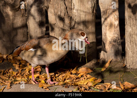 Egyptian goose, Alopochen aegyptiacus, près de l'eau, le nettoyage de son corps Banque D'Images