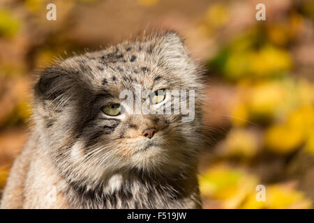 Portrait de beau chat, le chat de Pallas, Otocolobus manul se reposant dans son habitat, à la proie Banque D'Images