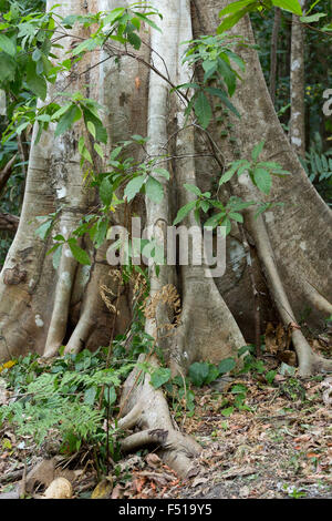 Arbre massif est étayée par des racines au sein de Tangkoko Parc National dans le nord de Sulawesi, Indonésie. Ce parc abrite des macaq noir Banque D'Images