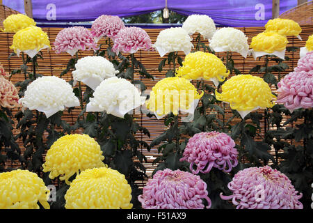 Fleurs de chrysanthèmes dans le jardin Banque D'Images