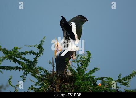 Colonie de reproduction de Painted Stork (Mycteria leucocephala) dans la forêt thaïlandaise Banque D'Images