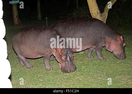 Hippo Hippopotamus amphibius pâturage sur pelouse à Elsamere nuit Lake Naivasha au Kenya Banque D'Images