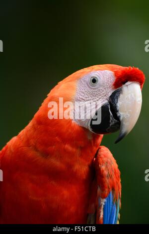 Belle ara rouge (Ara macao), en tant qu'animaux de compagnie Banque D'Images