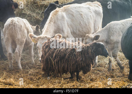 Les vaches (Bos taurus) dans des champs d'un matin brumeux Banque D'Images