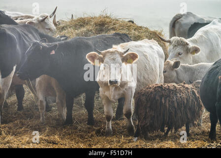 Les vaches (Bos taurus) dans des champs d'un matin brumeux Banque D'Images