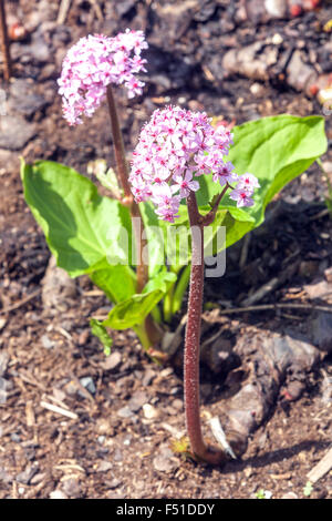 Darmera peltata, Indian rhubarb ou parapluie plant Banque D'Images