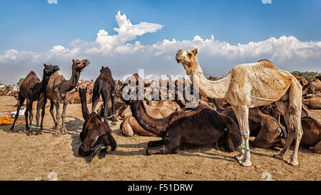 Des chameaux à Pushkar Mela juste chameau, Inde Banque D'Images