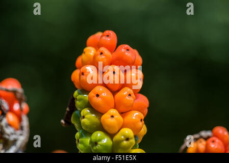 Arum (Arum maculatum) Stand de fruits mûrs rouge vert jaune ball Stand permanent poison fruits jardin tige des plantes médicinales Banque D'Images