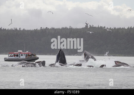 Les baleines à bosse bulle coopérative-net se nourrir dans les eaux de l'Alaska Banque D'Images