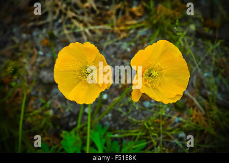 Le pavot, Papaver radicatum, Suède. Banque D'Images