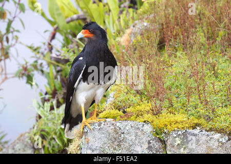 Caracara noir est une espèce d'oiseau de proie. Banque D'Images