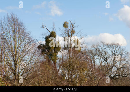 Le gui, Viscum album, poussant sur la chaux, Sussex, UK. Mars. Banque D'Images