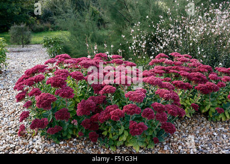 SEDUM HERBSTFREUDE. AUTUMN JOY. STONECROP. Banque D'Images