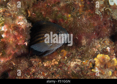 Chromis Chromis, Damselfish, Pomacenthridae, Tor Paterno Aire Marine Protégée, Roma, lazio, Italie, Mer Méditerranée Banque D'Images