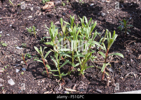 Artemisia dracunculus, estragon, poussant dans la forêt Banque D'Images
