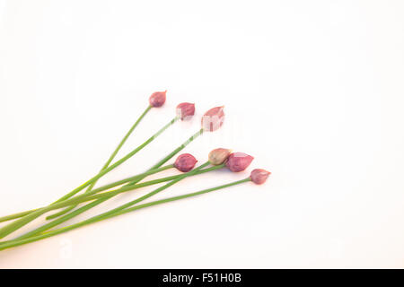 Allium schoenoprasum ciboulette, fleurs, isolé sur fond blanc Banque D'Images