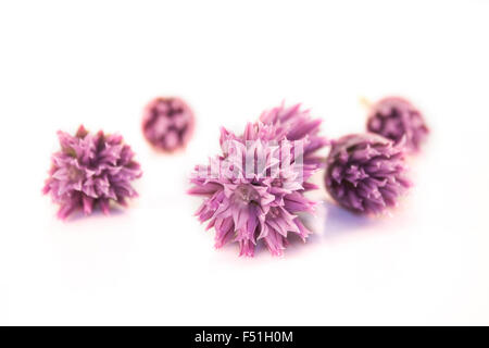 Allium tuberosum, ciboulette fleur, isolé sur fond blanc Banque D'Images