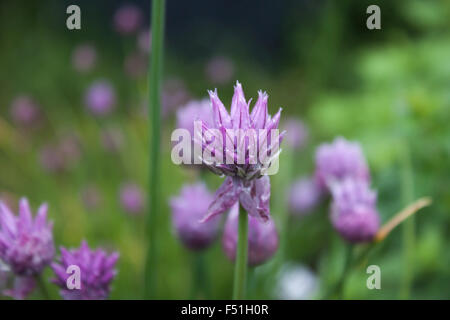 Beaucoup d'Allium tuberosum, ciboulette fleur, dans un jardin Banque D'Images