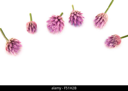 Allium schoenoprasum ciboulette, fleur, isolé sur fond blanc Banque D'Images