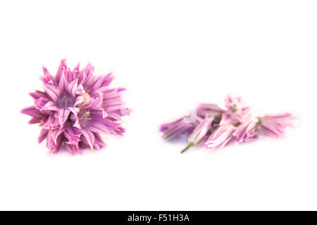 Allium tuberosum, ciboulette fleur, isolé sur fond blanc Banque D'Images