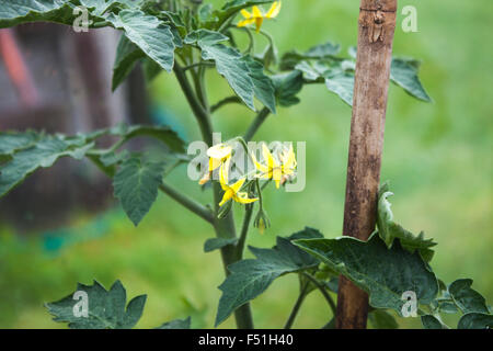 Une plante pleine de fleurs de tomates jaunes, à l'intérieur d'une serre Banque D'Images