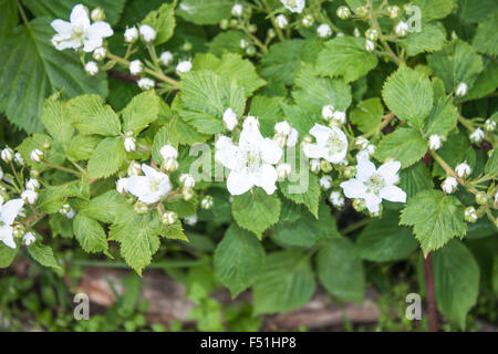 Rubus fruticosus, blackberry, dans le jardin de fleurs Banque D'Images