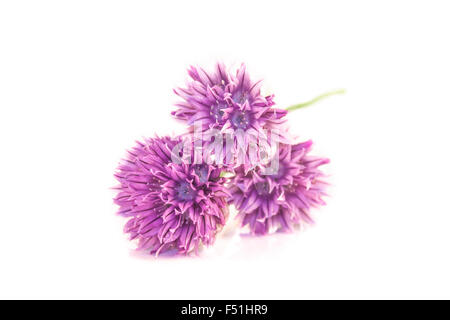 Ciboulette, fleurs lilas isolé sur fond blanc Banque D'Images