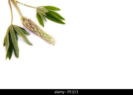 Lupin Lupinus polyphyllus, isolé sur fond blanc Banque D'Images