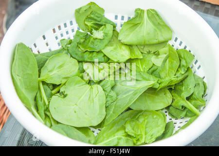 Un tamis plein d'épinards délicieux vert Banque D'Images