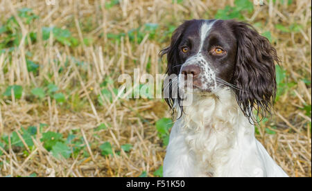 Un jeune anglais Springer Spaniel chien assis dans un champ - portrait Banque D'Images